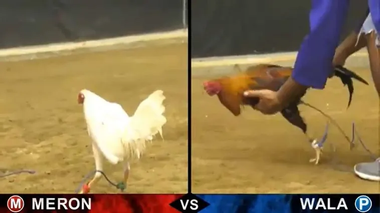 Bí Kíp Chinh Phục Cách Chơi Đá Gà Sabong Tại J88 Từ Cao Thủ